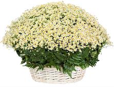 Цветочная композиция из Ромашки в корзине #REPLACE_PRED# Гремячево
